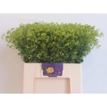 Alchemilla Kortsleht 60cm