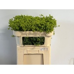 Alchemilla Kortsleht 60cm