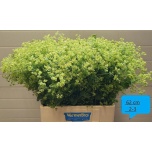 Alchemilla Kortsleht 60cm