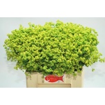 Alchemilla Kortsleht 60cm