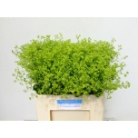 Alchemilla Kortsleht 60cm