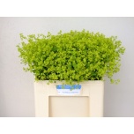 Alchemilla Kortsleht 60cm