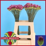 Allium 60cm Sphaerocephal