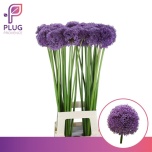 Allium Lauk Gladiator 80cm
