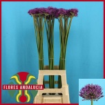 Allium Lauk Gladiator 90cm