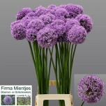 Allium Lauk Gladiator 90cm
