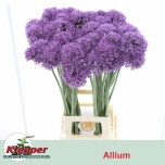 Allium Lauk Gladiator 90cm