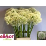 Allium Lauk Mount Everest 80cm