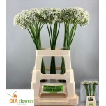 Allium Lauk nigrum 70cm