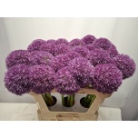 Allium Lauk Pinball Wizard 70cm