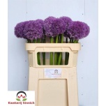 Allium Lauk Pinball Wizar 70cm
