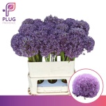 Allium Lauk Pinball Wizar 80cm