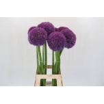 Allium Lauk Pinball Wizar 80cm