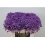 Allium Lauk Purple Rain 50cm
