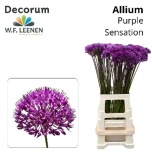 Allium Lauk 50cm Purple Senses