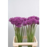 Allium Lauk Purple Senses 70cm