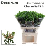 Alstroemeria Inkaliilia Charmelia Pink