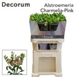 Alstroemeria Inkaliilia Charmelia Pink