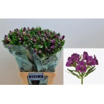 Alstroemeria Inkaliilia Maracana