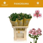 Alstroemeria Inkaliilia Panorama