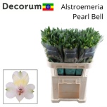 Alstroemeria Inkaliilia Pearl Bell