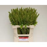 Amaranthus 50cm Green Thumb