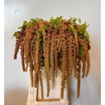 Amaranthus Rebashein Coral Fountain 75cm