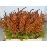 Amaranthus Rebashein 75cm Hot Biscuits