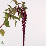Amaranthus Rebashein Rosary 75cm