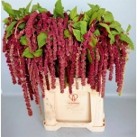 Amaranthus Rebashein Rosary 75cm