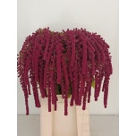Amaranthus Rebashein Rosary 75cm