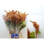 Amaranthus Rebashein Hot Biscuits 80cm