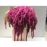 Amaranthus Rebashein Rosary 80cm