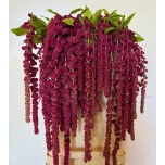 Amaranthus Rebashein Rosary 80cm