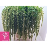 Amaranthus Rebarhein Cycloop 80cm