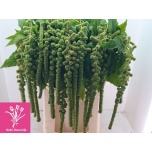 Amaranthus Rebarhein Cycloop 80cm