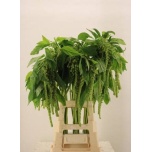 Amaranthus Rebarhein Cycloop 80-85cm