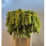 Amaranthus Rebarhein Cycloop 80-85cm