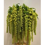 Amaranthus Rebarhein Cycloop 80cm