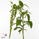Amaranthus Rebashein Green Pearls 80cm
