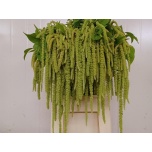 Amaranthus Rebashein Green Pearls 80cm