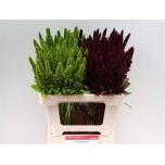 Amaranthus Rebashein MIX 55cm