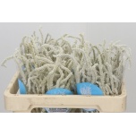 Amaranthus Rebashein Yearming Desert 50cm