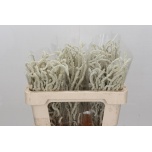 Amaranthus Rebashein Yearming Desert 50cm