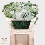 Ammi Visnaga Casablanca 70cm