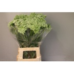 Ammi Visnaga Casablanca 70cm