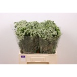 Ammi Visnaga Casablanca 60cm