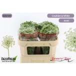 Ammi Visnaga Casablanca 60cm