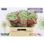Ammi Visnaga Casablanca 60cm