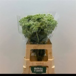 Ammi Visnaga Casablanca 60cm